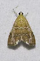 White-roped Glaphyria - Hodges#4870 - photo 5