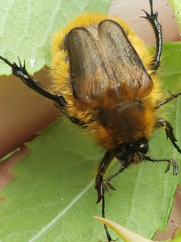 Bumble Bee Scarab Beetles - photo 2