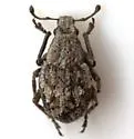 Glaphyrometopus ornithodorus - Glaphyrometopus ornithodorus