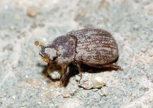 Glaresis beckeri