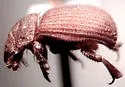 Glaresis california