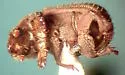 Glaresis california - photo 2