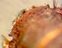 Glaresis california - photo 3