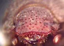 Glaresis california - photo 4