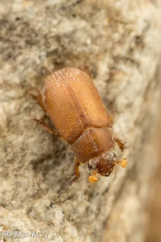 Glaresis ecostata