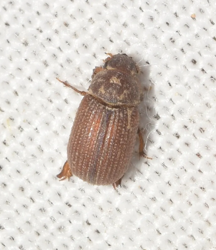 Glaresis hispana - photo 3
