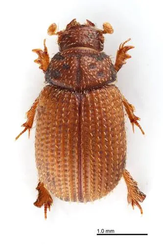 Glaresis japonensis