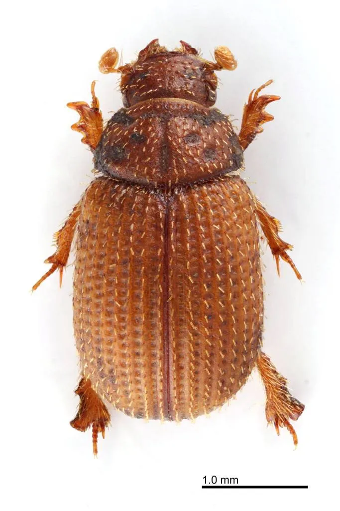 Glaresis japonensis - photo 2