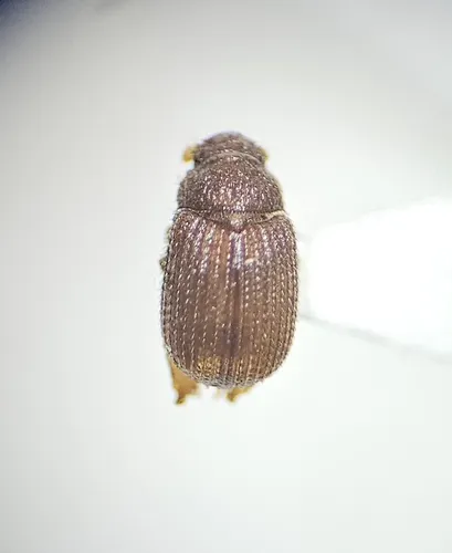 Glaresis tumida