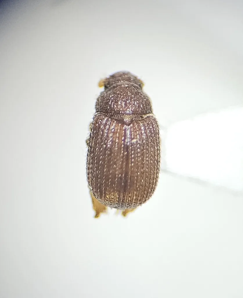 Glaresis tumida - photo 2
