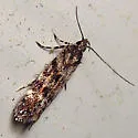 Glauce pectenalaeella - Hodges#1766 - Glauce pectenalaeella
