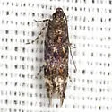 Glauce pectenalaeella - Hodges#1766 - photo 2