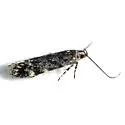 Glauce pectenalaeella - Hodges#1766 - photo 3