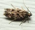 Glauce pectenalaeella - Hodges#1766 - photo 4
