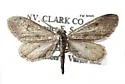 Glaucina baea - Hodges#6494