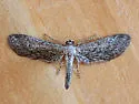 Glaucina baea - Hodges#6494 - photo 3