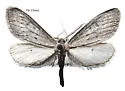 Glaucina biartata - Hodges#6489