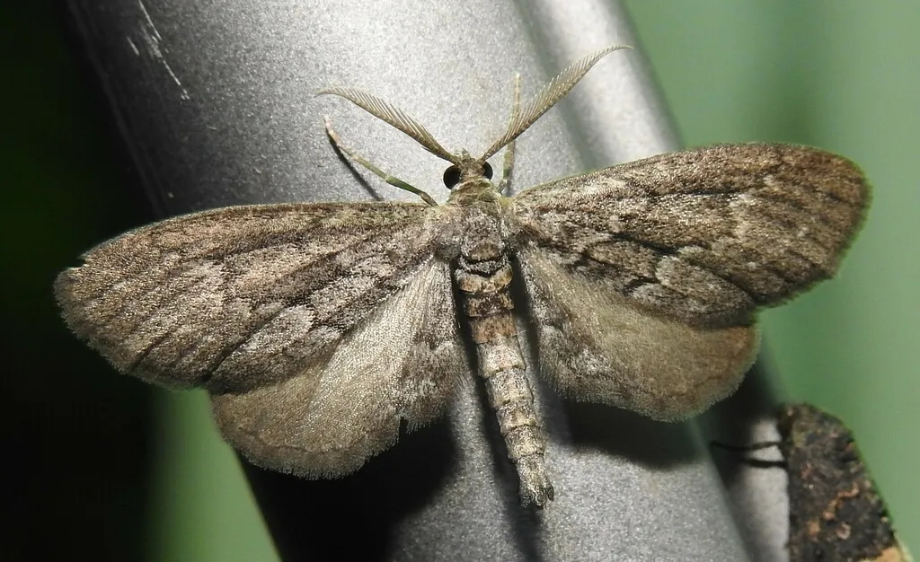 Glaucina denticularia - Hodges#6511 - photo 2