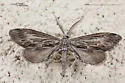 Glaucina dispersa - Hodges#6510