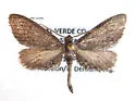 Glaucina elongata - Hodges#6497