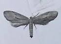 Glaucina epiphysaria - Hodges#6493
