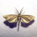 Glaucina erroraria - Hodges#6488 - photo 2