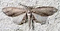 Glaucina erroraria - Hodges#6488 - photo 4
