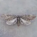 Glaucina escaria - Hodges#6495 - photo 4