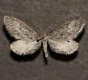 Glaucina golgolata - Hodges#6498 - photo 4