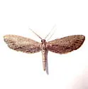 Glaucina golgolata - Hodges#6498 - photo 5