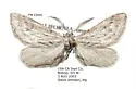Glaucina gonia - Hodges#6504 - Glaucina gonia