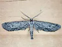 Glaucina gonia - Hodges#6504 - photo 4