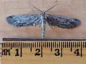 Glaucina gonia - Hodges#6504 - photo 5