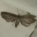 Glaucina interruptaria - Hodges#6502 - Glaucina interruptaria