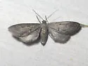 Glaucina interruptaria - Hodges#6502 - photo 2