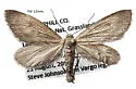 Glaucina interruptaria - Hodges#6502 - photo 4