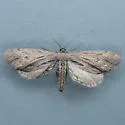 Glaucina macdunnoughi - Hodges#6492 - Glaucina macdunnoughi