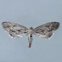 Glaucina macdunnoughi - Hodges#6492 - photo 2