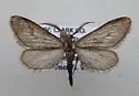 Glaucina macdunnoughi - Hodges#6492 - photo 3