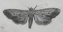 Glaucina macdunnoughi - Hodges#6492 - photo 5