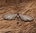 Glaucina nephos - Hodges#6506 - Glaucina nephos