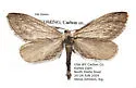 Glaucina nephos - Hodges#6506 - photo 2