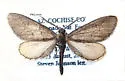 Glaucina utahensis - Hodges#6490 - Glaucina utahensis