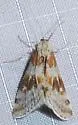 Glaucodontia pyraustoides - Hodges#4845
