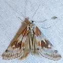 Glaucodontia pyraustoides - Hodges#4845 - photo 2
