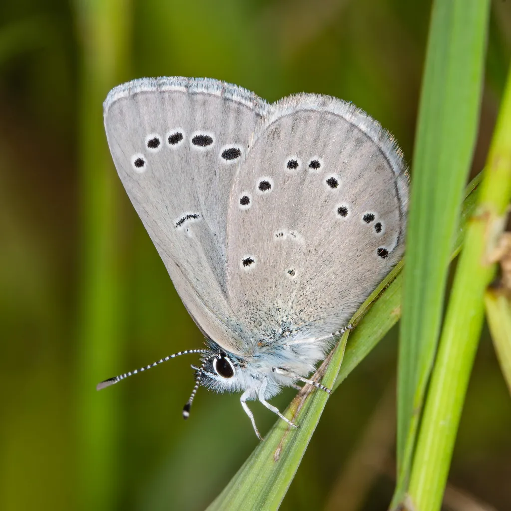 Silvery Blue - photo 2