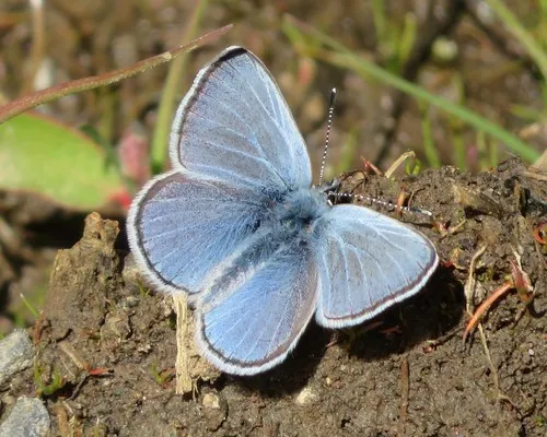 Silvery Blue - photo 5