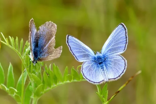 Silvery Blue - photo 6