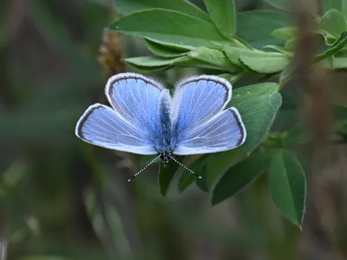 Silvery Blue - photo 7