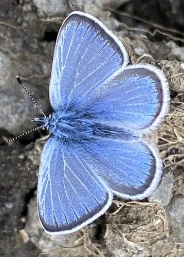 Silvery Blue - photo 8